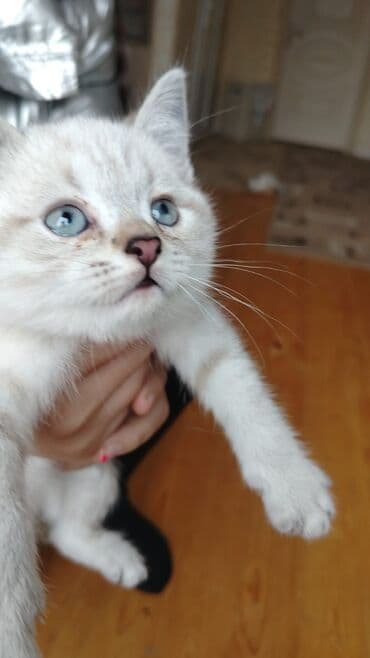 pulsuz sahiblendirilir: 50 ile 250 arasi cins saf qan saqlam pisiklerimiz var unvana — 10