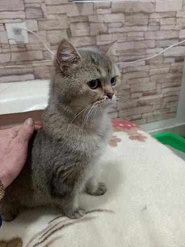 Lincoln: Британская, Самка, В добрые руки, Платная доставка — 4