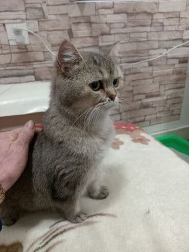 Lincoln: Британская — 4