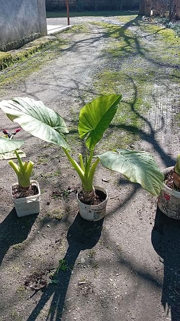 heyet gulleri instagram: Otaq bitkiləri — 4