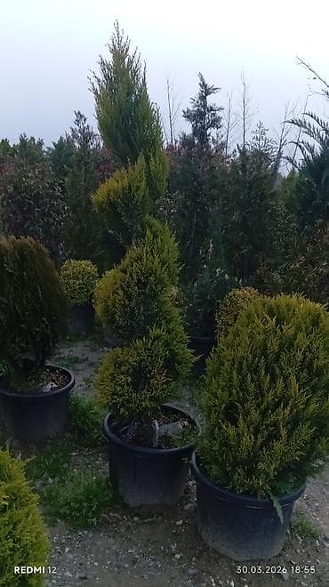 bəzək bitkilərinin adları: Satılır: Qutuda dekorativ və meyvə-ağacı tingləri, həmçinin bəzək — 9