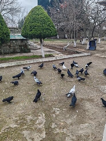 qara avstrolorp: Hamsi satilir bir nesildi qara ciller qaralar bawi ciller qaralar — 2