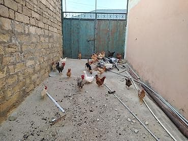 quşlar: Toyuqlar saglamdi masallah qəsəngdiler yumurtalayirlar — 5