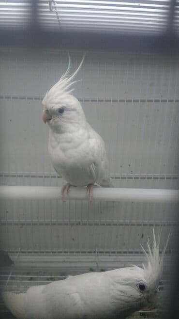 попугай ара цена: Yanaqsız karellalar cüt 250 - 370 azn — 10