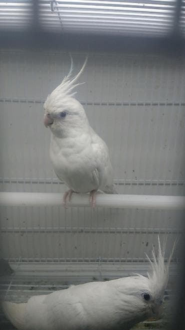 Göyərçinlər: Bir ədədi -100-azn 150 azn aq rəydə olanlar qiymət fərqli hazır — 7