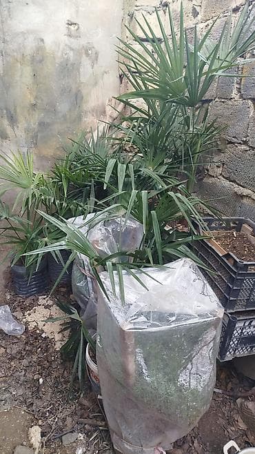 продажа комнатных растений: Satılır: Açıq hava üçün dekorativ bitkilər (qablarda və torpaqdan — 9