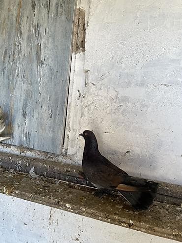 Balıqlar: Cütdülər erkek qara spartdi maya pavlindir. Cütü 15 manat — 3