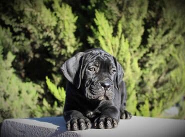 хомяк цены: Кане-корсо, 3 месяца, Самец, С родословной — 5