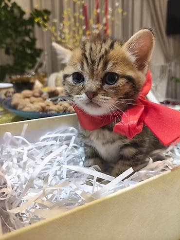 pişiy: Şotland — 3