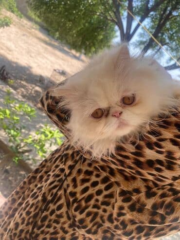 pişik pers: Fars, Erkək — 3