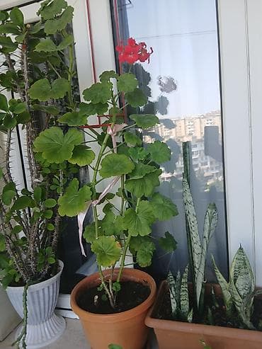 Qırmızı çiçəkli sardunya (Pelargonium) – dibçəkdə - Bitki növü