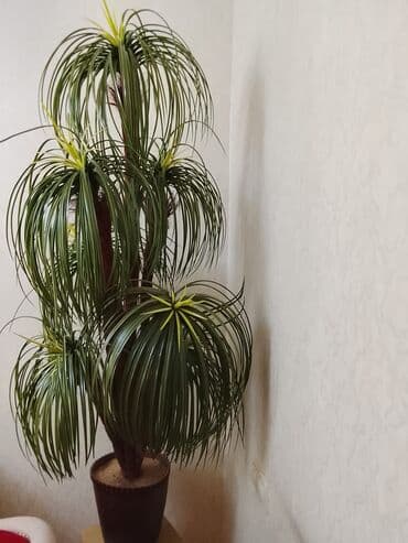 tikanlı güllər: Dekorativ qapalı bitki – süni palma/yucca tərzində kompozisiya. - — 1