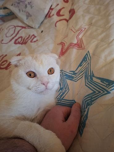 Şotland yastı qulaq, Erkək, Yaxşı əllərə