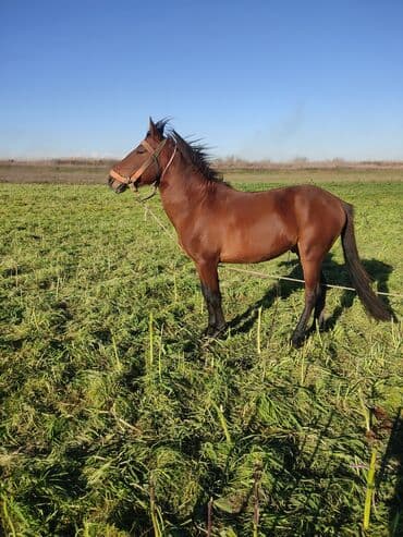 Другие животные: Qəhvəyi rəngli at - Növ: at (sağrı və boyun xətti güclü, sinəsi — 2