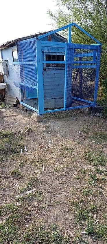 Məhsul: Göyərçinlər və açıq voliarlı quşxana - Şəkillərdə müxtəlif