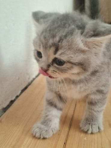 heyvanlar: Scottish Fold və Scottish Straight balaları - Cins: Scottish Fold — 8