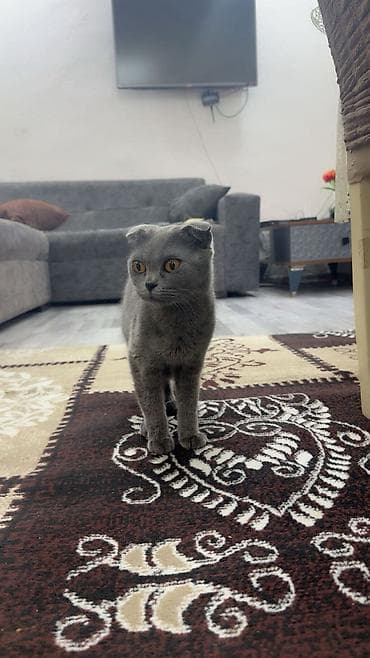 it tap az: Şotland yastı qulaq, Dişi, Yaxşı əllərə, Ünvandan götürmə — 4