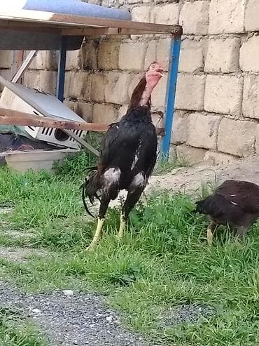 Heyvan isdəyən buyursun amma süper cinsi hərəsi bir birindən