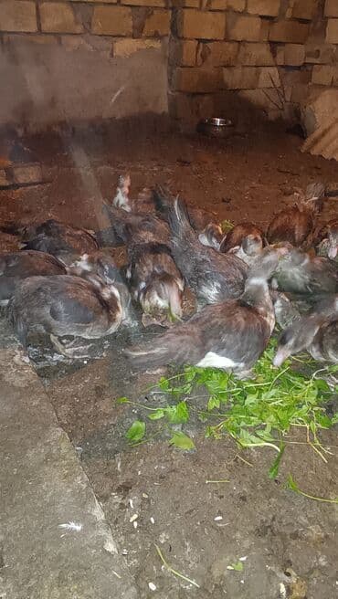 Muler ördəkləri – sürü halında - Cins: Muler (muskus–pekin hibridi) -