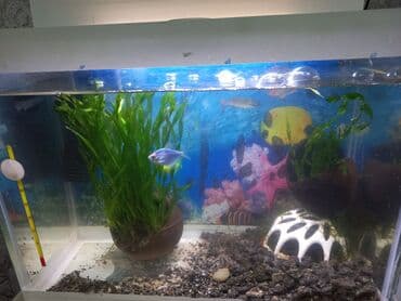 akvarium xırda balığı: Balaca akvarium satılır, 24lt Uzunluq 40sm Eni 20 sm Hündürlüyü 30 sm — 2