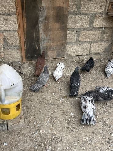 etibarli əllərə verilir: Saglam ve problemsiz heyvanlar tutulma ve tergitme . İcinde cütderde — 2