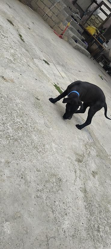 top 3 ev heyvanları: Labrador-retriver, 3 ay, Dişi, Peyvəndli, Ünvandan götürmə — 4