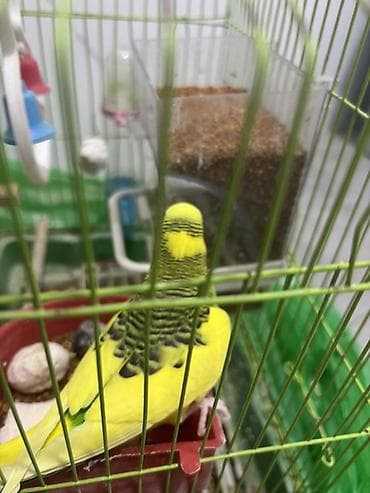 papuqay sesi: Sarı-yaşıl rəngli dalmatin naxışlı 1 ədəd erkək (papuqay) satılır — 5