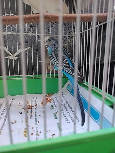qus nömreleri: Təcili 2 tutuquşu və qefes 35₼ deste daxidir 2.50kg yem,vitmainli — 3