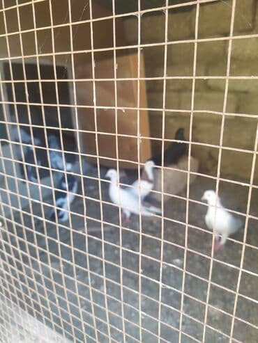 goyercin yuvasi: Salam 13 ədəd quşdu hamsina 80 manat verən olsa verəcəm tək birinci — 6