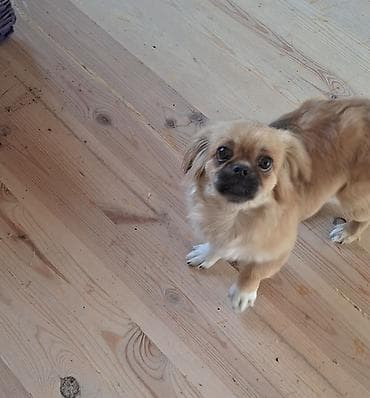 şpits itleri: Pekines, 4 ay, Dişi, Peyvəndli — 2