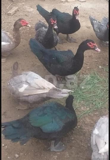 ordek: Şəkildəki ördəklərin yumurtasi satilir
Təzə və mayali yumurtalardi — 3