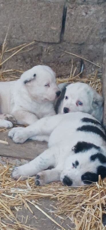 Lexus: Alabay, 1 ay, Erkek, Peyvəndli, Ödənişli çatdırılma — 2