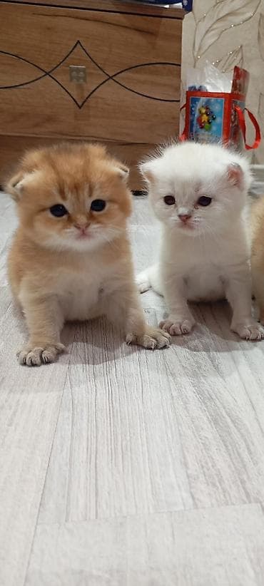 sort pişik: Şotland yastı qulaq — 4