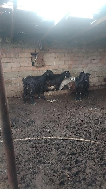 ingilis setteri itinin digər adı: 21 baş hələp keçisi 23 çəpiş kom satılır — 2