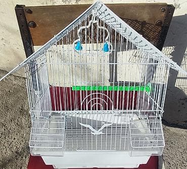 çöl heyvanları haqqında məlumat: Balaca Qəfəs Satılır 🐦 ✔️ Papuqay, korella və digər kiçik quşlar üçün — 2