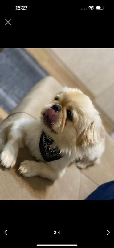 balaca şirin itler: Pekines — 1