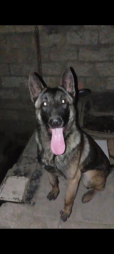 kokeltme dermani: Belçika çoban iti, 7 ay, Erkek, Peyvəndli, Ünvandan götürmə — 2