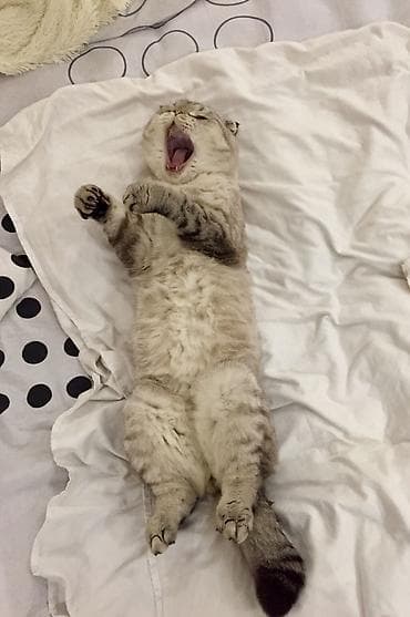 Digər heyvanlar: Şotland yastı qulaq, Erkək, Cütləşmə üçün — 5