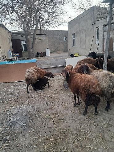 hamster satis: 7 eded yani balali morkaraman qoyunlari satilir — 6