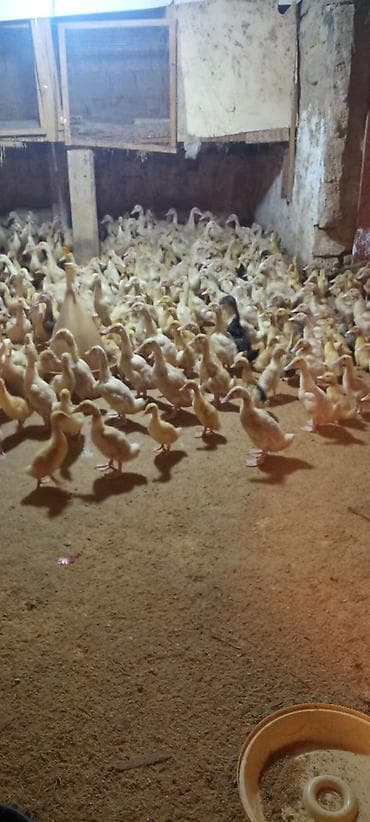 Коровы, быки: Ördəklər – müxtəlif yaş qrupları, partiya şəklində - Şəkillərdə — 1