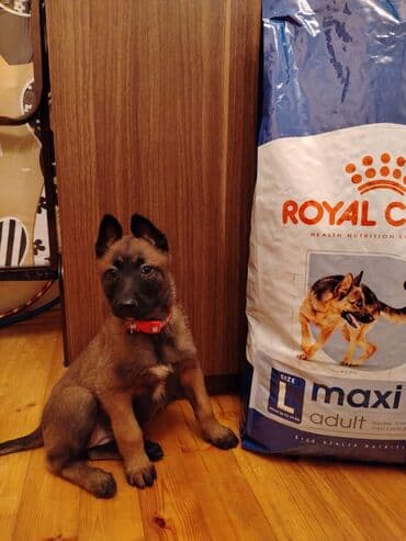 Temiz qan belcika afcarkası 55 günlük super dişi