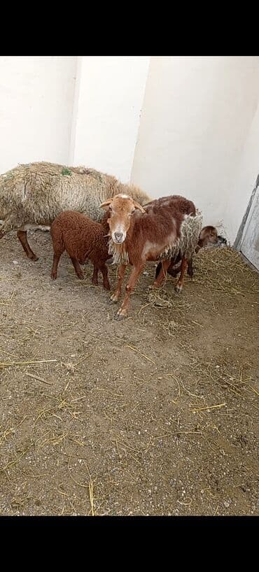 qurbanlıq qoyunlar: Dişi, Qala, il: 1, 50 kq, Damazlıq, Ünvandan götürmə — 2