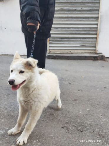 Boyunbağılar: 3 ay, Erkek — 2