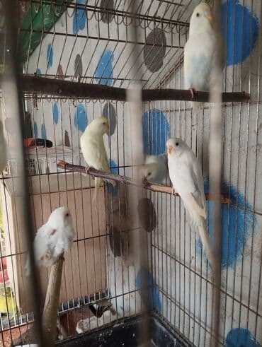 Gəmiricilər: 6 bala ana ata 1 yumurtası var real alıcıya razılaşmaq olar təmiz qan — 2