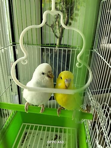 Akvariumlar: Baza ilə birgə dalğalı tutuquşu dəsti - 2 ədəd dalğalı tutuquşu (bir — 7