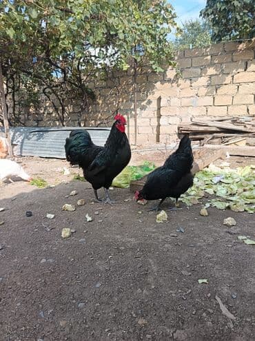 клетки для бойцовых петухов: 1 xoruz 2 fere Qara rəngli ev quşları – xoruz və toyuq cütü - Cins — 1