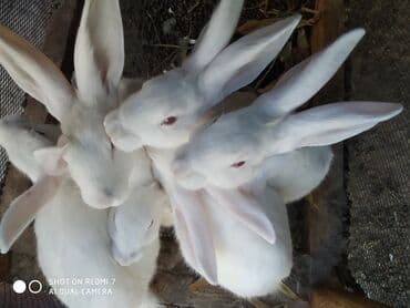 dovşan qiymətləri: Ağ albinos dovşanlar – eyni yuvalamadan olan bir neçə baş. 8 ildir — 1