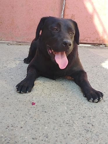 saf su: Labrador-retriver, Erkek — 2