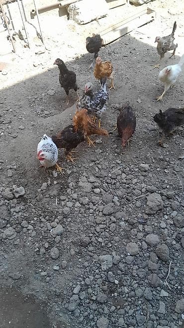 3 aylig sağlam becelerdi . öz heyetimin heyvanlaridi