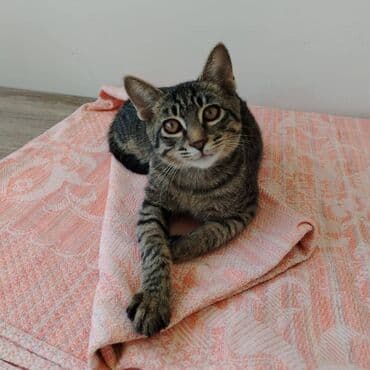 кошка в добрые руки: Самец, В добрые руки — 3